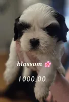 Blossom 🌸 , a female Shih Tzu for sale in Crestview, FL – Photo 1 of 3
