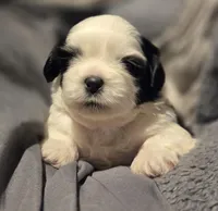 Blossom 🌸 , a female Shih Tzu for sale in Crestview, FL – Photo 2 of 3