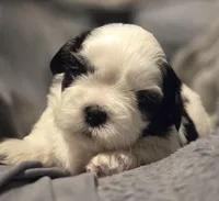 Blossom 🌸 , a female Shih Tzu for sale in Crestview, FL – Photo 3 of 3