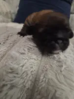 Peanut butter 🥜 , a female Shih Tzu for sale in Crestview, FL – 3 of 7