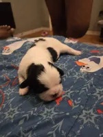 Betsy🐄🌸, a female Shih Tzu for sale in Crestview, FL – 4 of 4