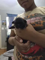 Blackberry 🖤, a female Shih Tzu for sale in Crestview, FL – 1 of 5