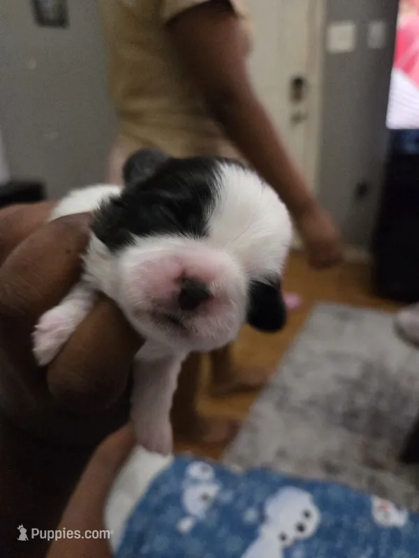 Betsy🐄🌸 – Shih Tzu puppy for sale in Crestview, FL