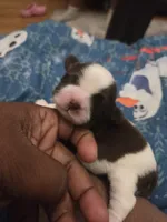 Bo peep🎀 🐑, a female Shih Tzu for sale in Crestview, FL – 2 of 5