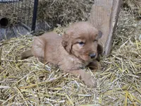 Tinker, a male Golden Retriever for sale in Potosi, WI – Photo 2 of 5