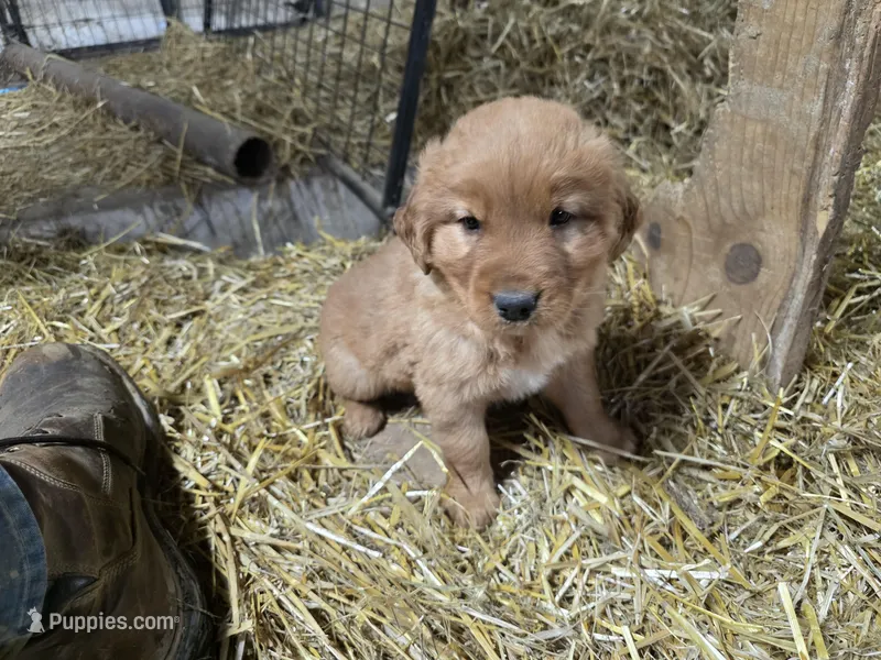 Tinker, a male Golden Retriever for sale in Potosi, WI – Photo 1 of 5