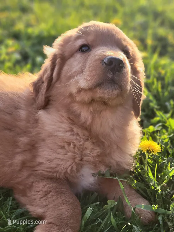 Tinker – Golden Retriever puppy for sale in Potosi, WI