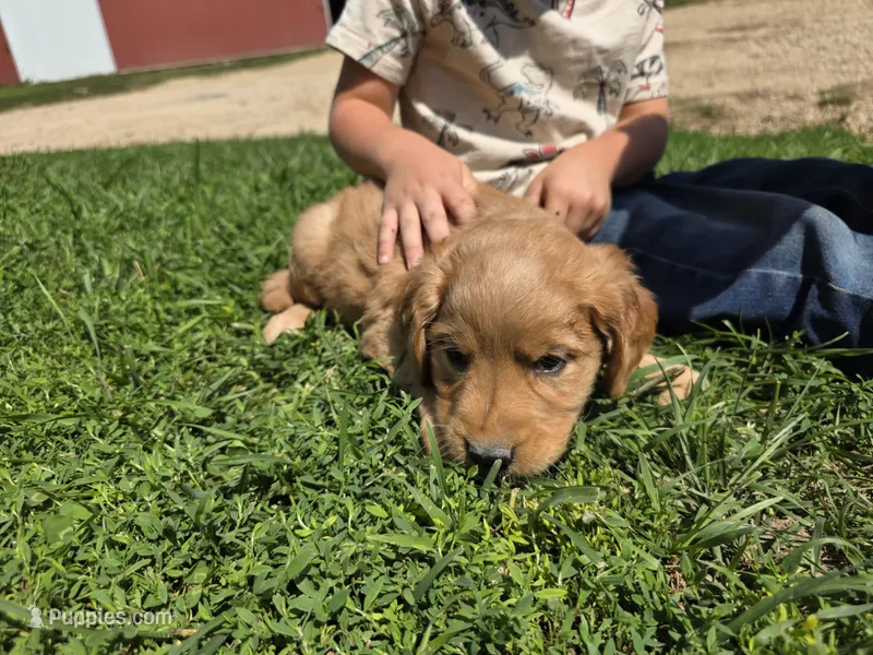 Ruby – Golden Retriever puppy for sale in Potosi, WI