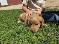 Ruby, a male Golden Retriever for sale in Potosi, WI – 1 of 3