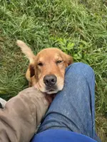 Stella, a female Golden Retriever for sale in Potosi, WI – Photo 2 of 4