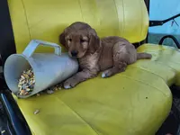 Stella, a female Golden Retriever for sale in Potosi, WI – Photo 1 of 4