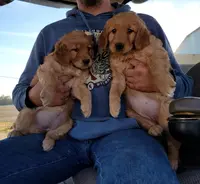 Stella, a female Golden Retriever for sale in Potosi, WI – Photo 3 of 4