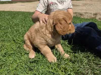 Simone, a male Golden Retriever for sale in Potosi, WI – 3 of 4