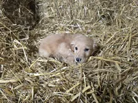 Blinkie, a male Golden Retriever for sale in Potosi, WI – Photo 2 of 5
