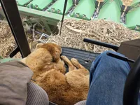 Blinkie, a male Golden Retriever for sale in Potosi, WI – Photo 5 of 5