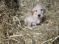 Blinkie, a male Golden Retriever for sale in Potosi, WI – Photo 4 of 5
