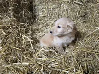 Blinkie, a male Golden Retriever for sale in Potosi, WI – Photo 3 of 5