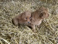 Audrey, a female Golden Retriever for sale in Potosi, WI – Photo 2 of 4