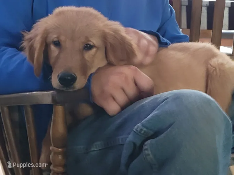 Hector – Golden Retriever puppy for sale in Potosi, WI