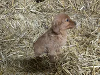 Luna, a female Golden Retriever for sale in Potosi, WI – Photo 1 of 2