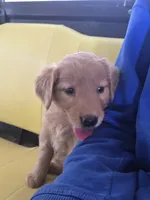 Daisy, a male Golden Retriever for sale in Potosi, WI – 3 of 5