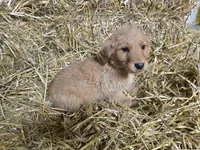 Atlas, a male Golden Retriever for sale in Potosi, WI – Photo 2 of 2