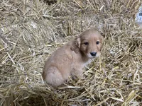 Tucker, a male Golden Retriever for sale in Potosi, WI – Photo 1 of 2