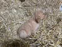 Tucker, a male Golden Retriever for sale in Potosi, WI – Photo 2 of 2