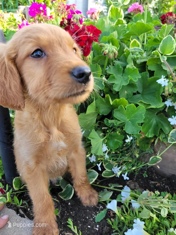 Coop – Golden Retriever puppy for sale in Potosi, WI