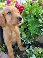 Coop, a male Golden Retriever for sale in Potosi, WI – 1 of 2