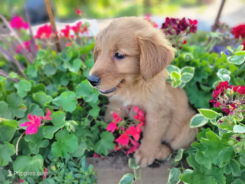 Scooter – Golden Retriever puppy for sale in Potosi, WI