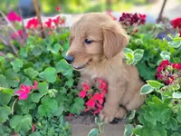 Scooter, a male Golden Retriever for sale in Potosi, WI – 1 of 2