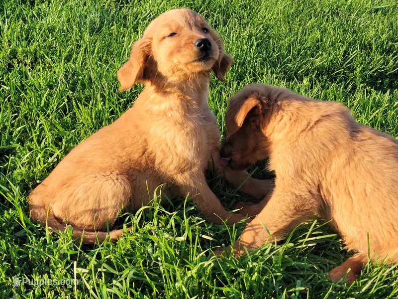 Tucker – Golden Retriever puppy for sale in Potosi, WI