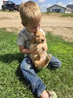 Tucker, a male Golden Retriever for sale in Potosi, WI – 2 of 2