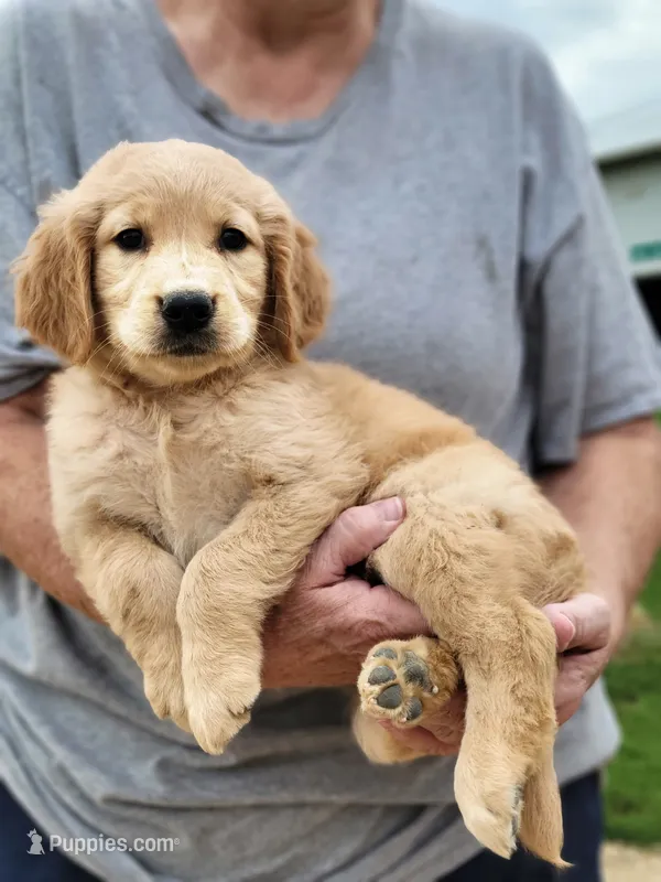 Simone – Golden Retriever puppy for sale in Potosi, WI