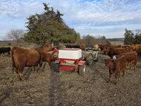 Chester, a male Golden Retriever for sale in Potosi, WI – Photo 5 of 5