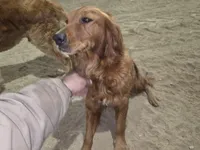 Chester, a male Golden Retriever for sale in Potosi, WI – Photo 4 of 5