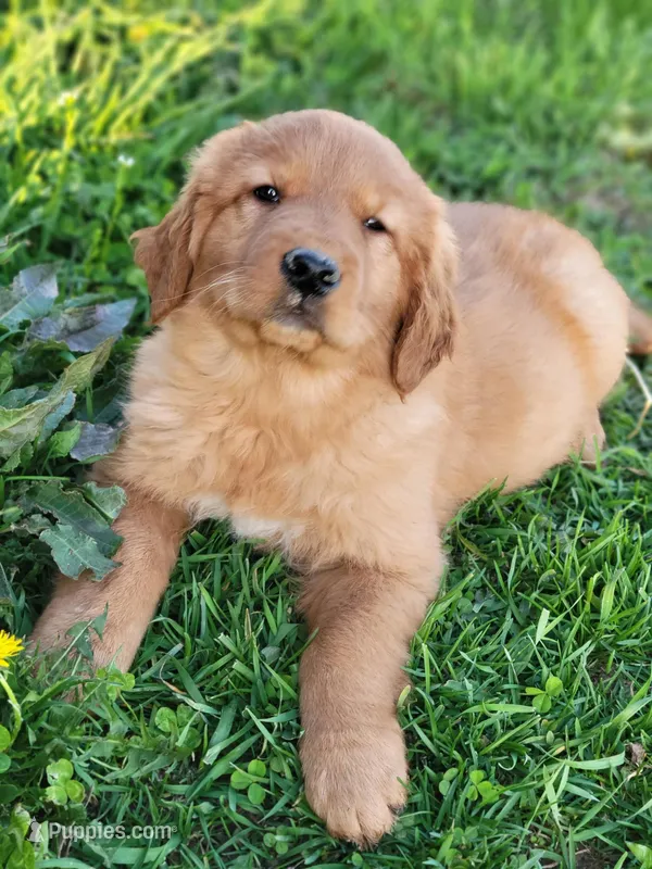 Chester – Golden Retriever puppy for sale in Potosi, WI