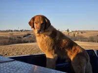 Chester, a male Golden Retriever for sale in Potosi, WI – Photo 3 of 5