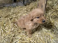 Chester, a male Golden Retriever for sale in Potosi, WI – Photo 1 of 5