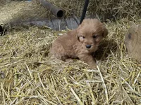 Chester, a male Golden Retriever for sale in Potosi, WI – Photo 2 of 5