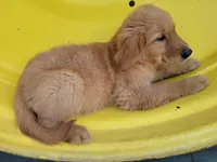 Hector, a male Golden Retriever for sale in Potosi, WI – 3 of 3