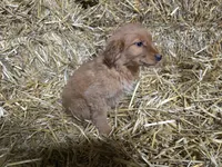 Bella, a female Golden Retriever for sale in Potosi, WI – Photo 1 of 2