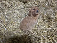 Bella, a female Golden Retriever for sale in Potosi, WI – Photo 2 of 2