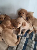 Audrey, a female Golden Retriever for sale in Potosi, WI – Photo 4 of 8