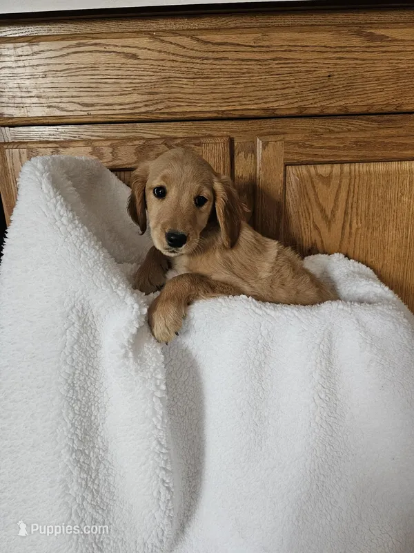 Audrey, a female Golden Retriever for sale in Potosi, WI – Photo 1 of 8
