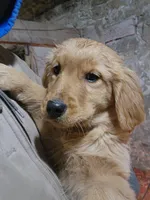 Audrey, a female Golden Retriever for sale in Potosi, WI – Photo 2 of 8