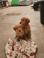 Audrey, a female Golden Retriever for sale in Potosi, WI – Photo 5 of 8