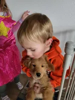 Audrey, a female Golden Retriever for sale in Potosi, WI – Photo 7 of 8