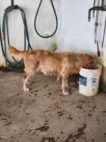 Audrey, a female Golden Retriever for sale in Potosi, WI – Photo 8 of 8